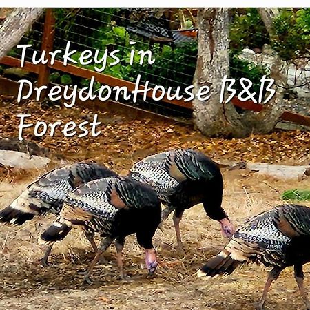 Dreydon House Bed And Breakfast Cambria Exterior photo