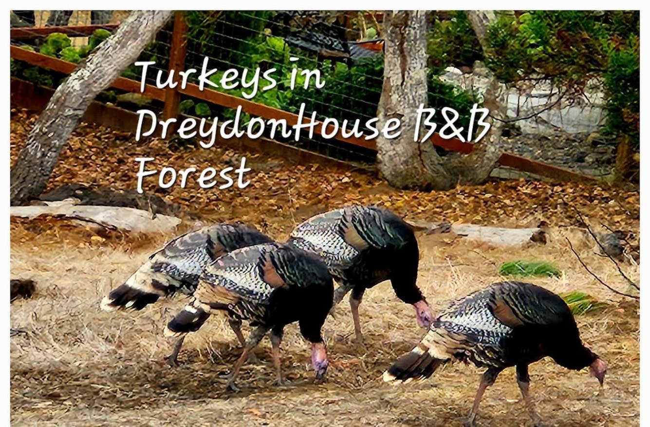 Dreydon House Bed And Breakfast Cambria Exterior photo